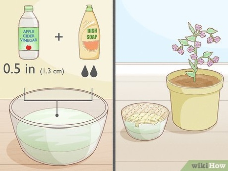 Say Goodbye To Pesky Plant Gnats: Easy Ways To Banish Small Flies For Good!