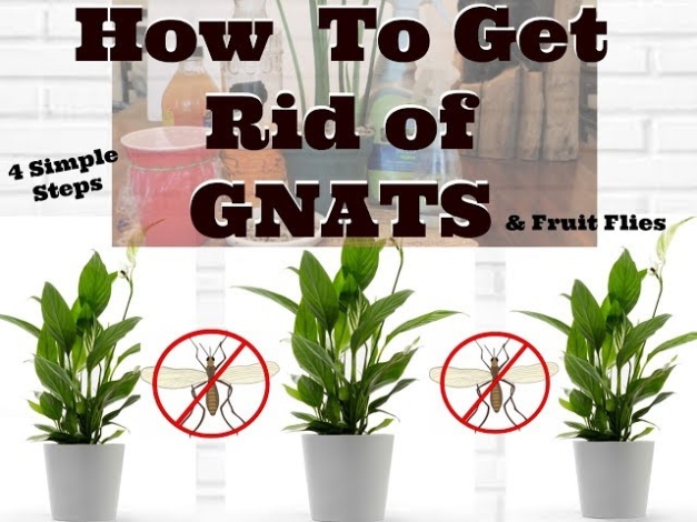 Backdate 4 How To Get Rid Of Gnats In Houseplants - YouTube