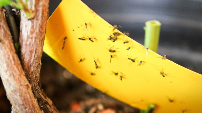 Say Goodbye To Pesky Plant Flies With These Easy Tips!