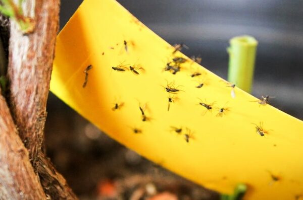 Say Goodbye To Pesky Plant Gnats: Easy Ways To Banish Small Flies For Good!