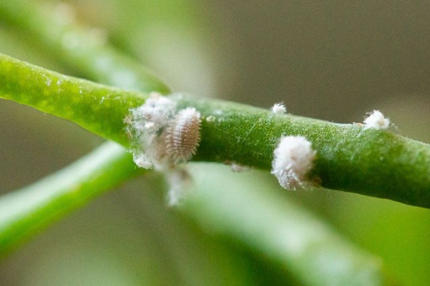 Backdate 4 How To Get Rid Of Mealybugs:  Easy Methods