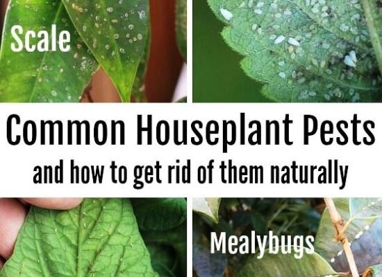 Bugging Out: Easy Ways To Banish Pesky Plant Pests For Good!