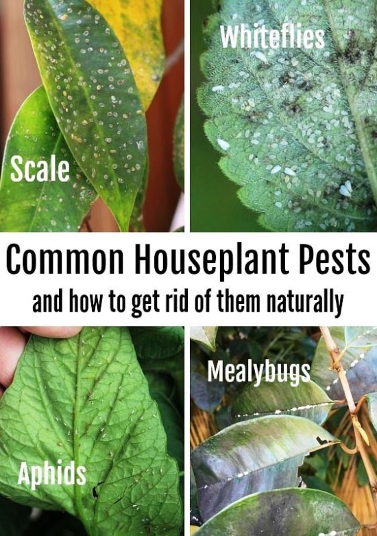 Bugging Out: Easy Ways To Banish Pesky Plant Pests For Good!