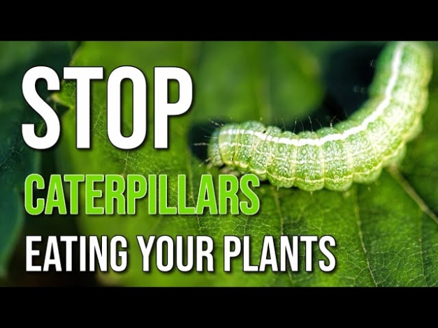 Say Goodbye To Pesky Plant-Eating Caterpillars In A Snap!