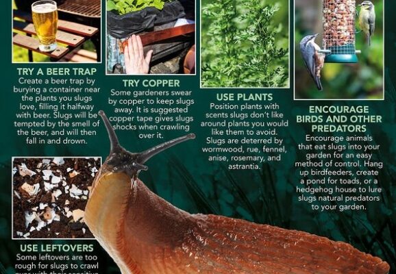 Say Goodbye To Slimy Invaders: Easy Ways To Banish Slugs From Your Plants