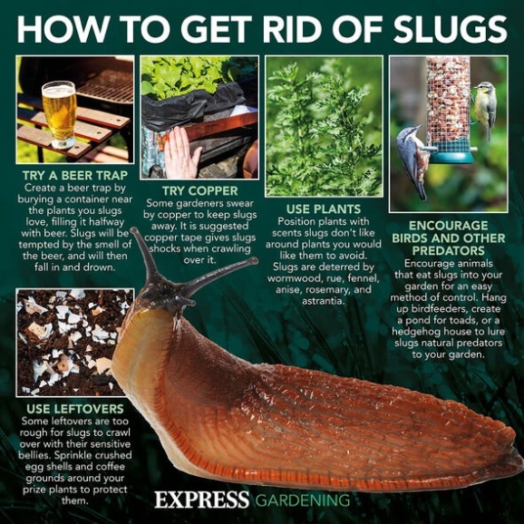 Say Goodbye To Slimy Invaders: Easy Ways To Banish Slugs From Your Plants