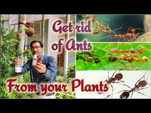 Say Goodbye To Pesky Ants On Your Plants With These Simple Tips!