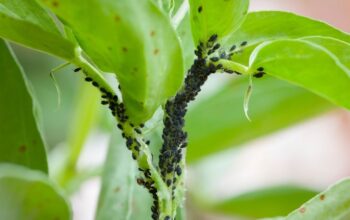 Say Goodbye To Pesky Plant Pests: Easy Solutions For Small Bugs!