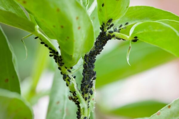 Say Goodbye To Pesky Plant Pests: Easy Solutions For Small Bugs!