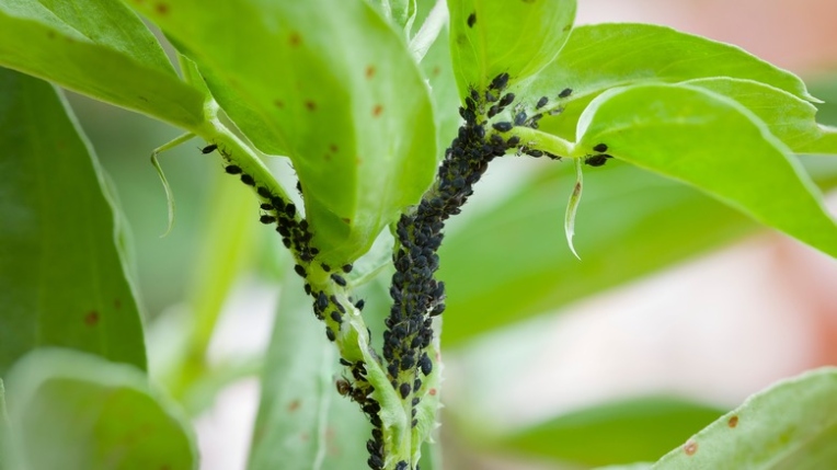 Say Goodbye To Pesky Plant Pests: Easy Solutions For Small Bugs!