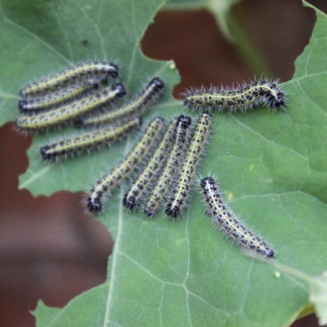 Backdate 5 How To Get Rid Of Caterpillars – Keep Caterpillars Out Of The