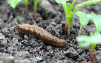 Say Bye-Bye To Slimy Pests: Easy Ways To Keep Slugs Off Your Tomato Plants