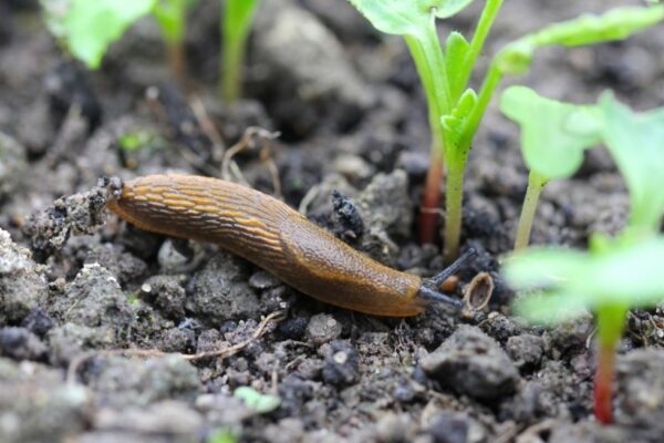 Say Bye-Bye To Slimy Pests: Easy Ways To Keep Slugs Off Your Tomato Plants