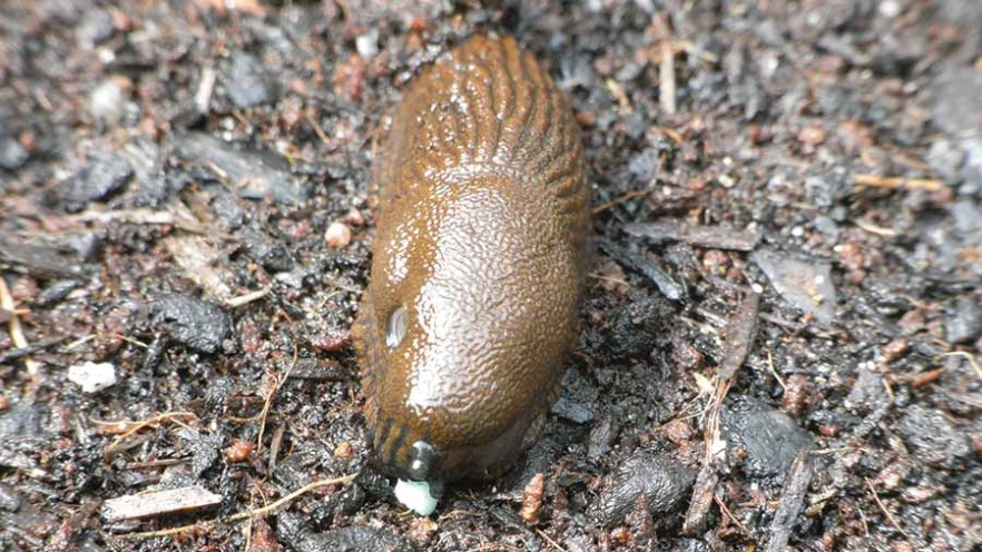 Backdate 5 How To Kill Slugs In Potato Crops After Methiocarb Loss - Farmers