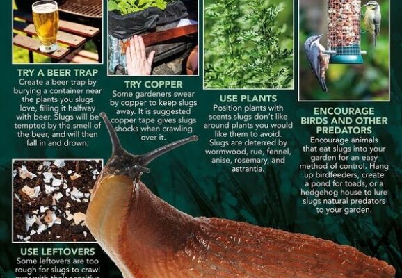 Slug-be-gone: Say Goodbye To Slugs Without Hurting Your Plants!