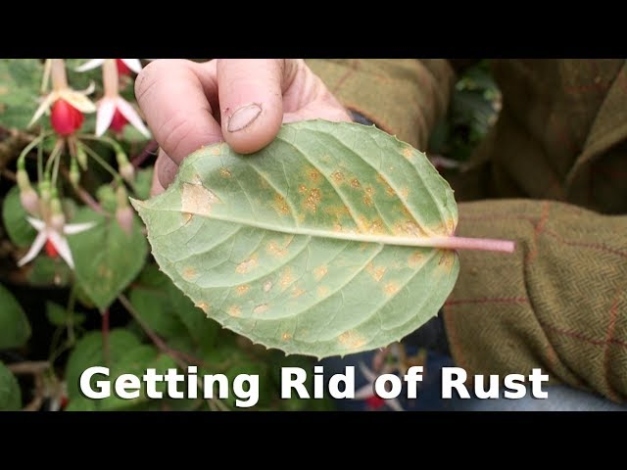 Get Gardening: Getting Rid Of Rust - YouTube