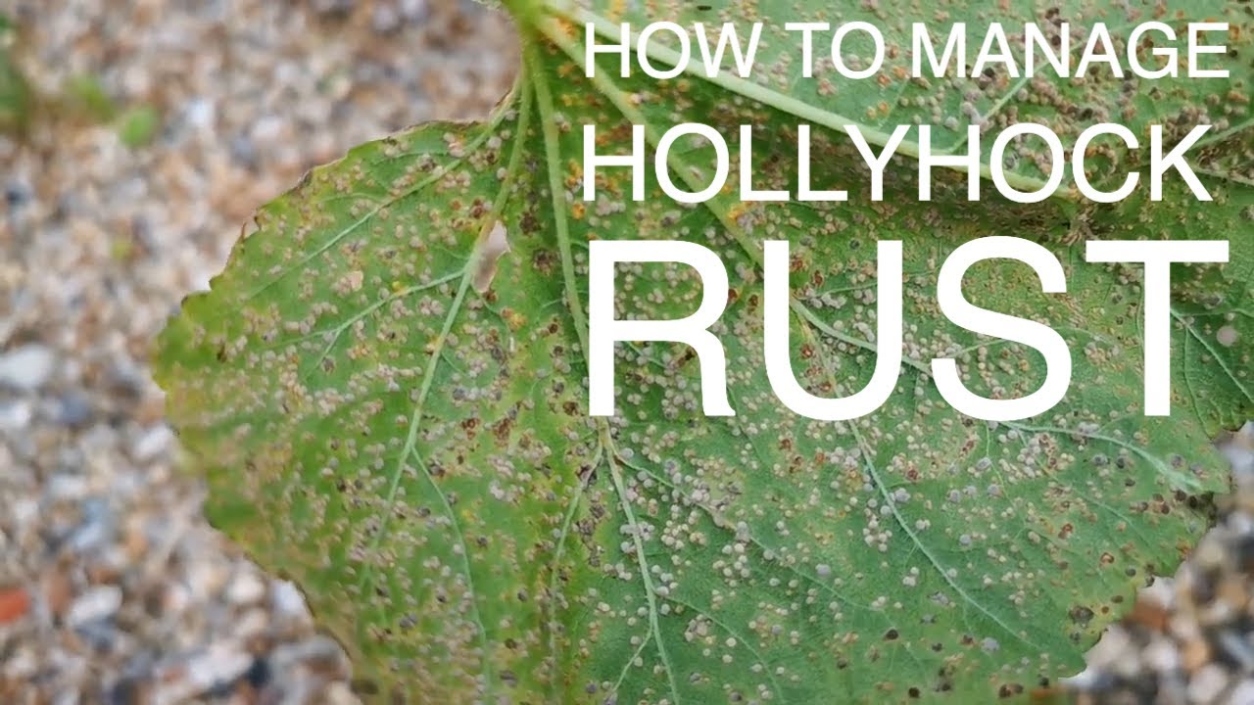 Get Gardening: Getting Rid Of Rust - YouTube