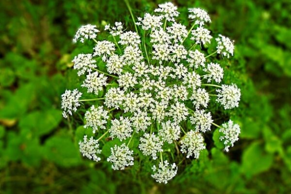 Eliminate Poison Hemlock: A Comprehensive Guide To Safely Eradicating This Toxic Plant