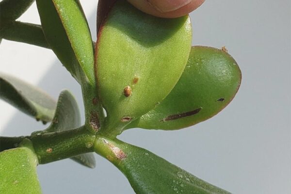 Say Goodbye To Nasty Scale On Your Jade Plant – Easy Tips For A Healthy Plant!