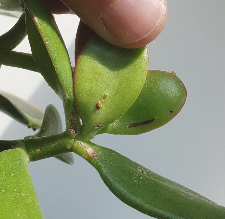 Say Goodbye To Nasty Scale On Your Jade Plant – Easy Tips For A Healthy Plant!