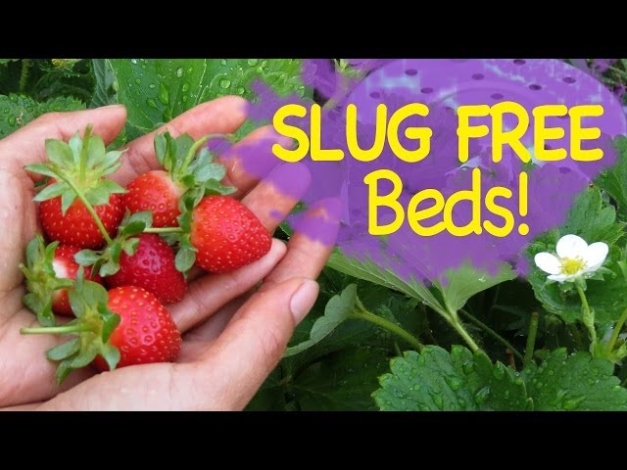 Say Goodbye To Slimy Slugs: Easy Ways To Protect Your Strawberry Plants