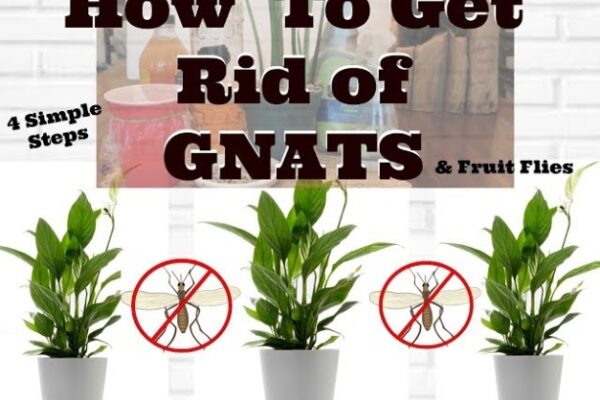 Say Goodbye To Pesky Plant Gnats With These Effective Tips!