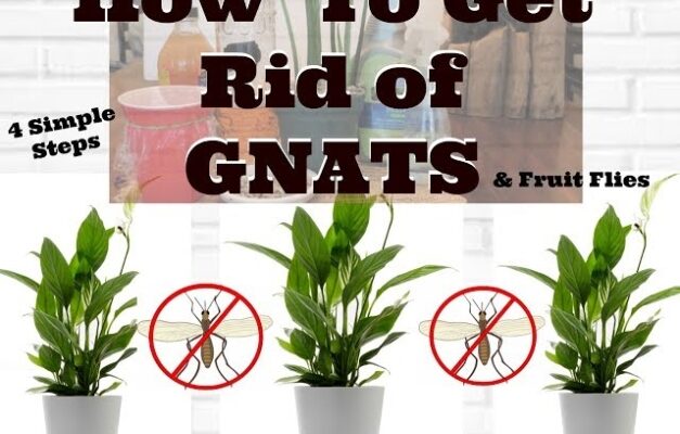 Buzz Off! Effective Tips To Eliminate Pesky Pot Plant Flies For Good