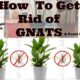 Buzz Off! Effective Tips To Eliminate Pesky Pot Plant Flies For Good