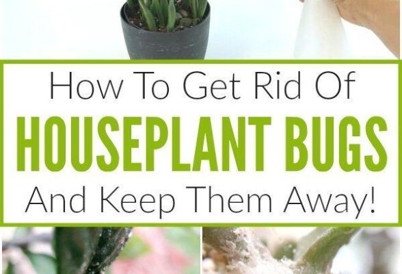 Banish Plant Pests: Effective Strategies For Eliminating Bugs Naturally