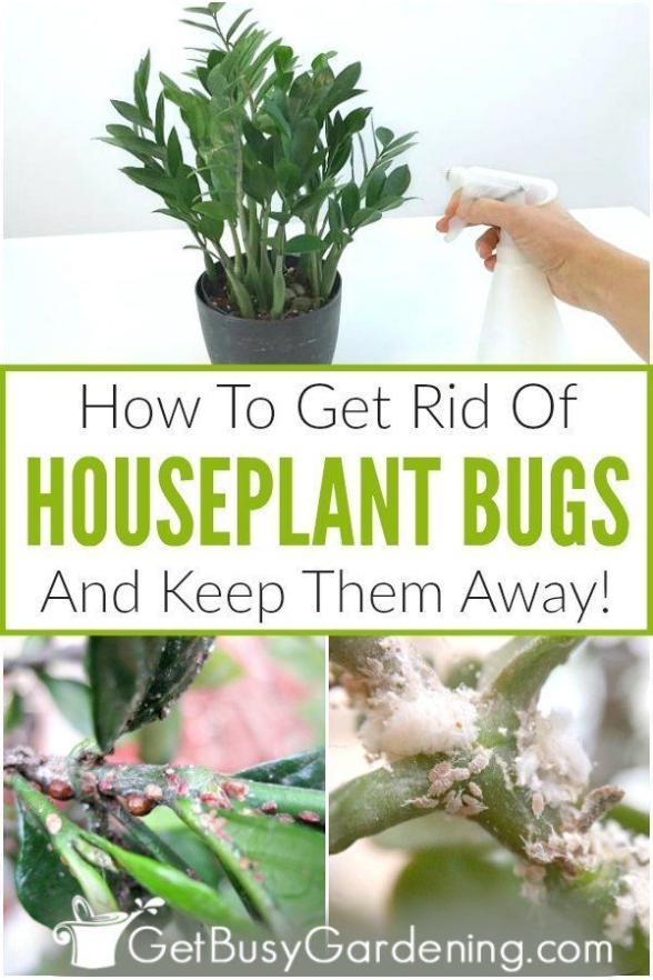 Banish Plant Pests: Effective Strategies For Eliminating Bugs Naturally