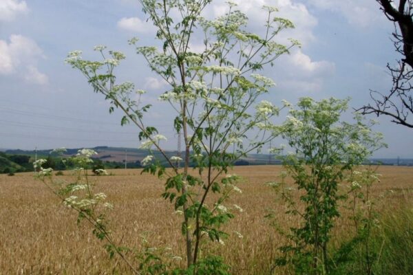 Eliminate Poison Hemlock Plants: Effective Removal Methods