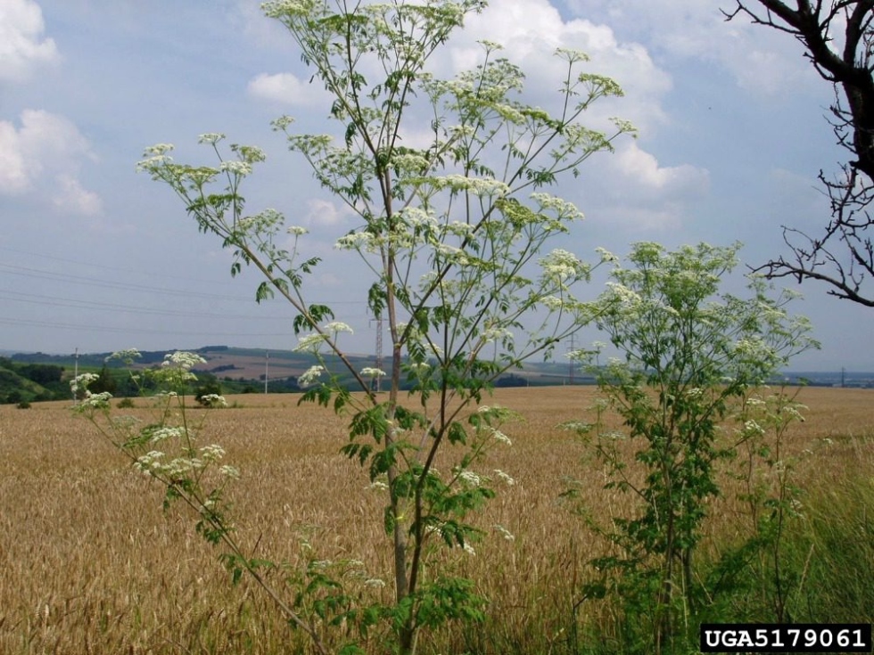 Eliminate Poison Hemlock Plants: Effective Removal Methods