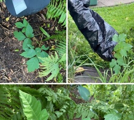 Organic Methods To Eliminate Poison Ivy Plants Safely