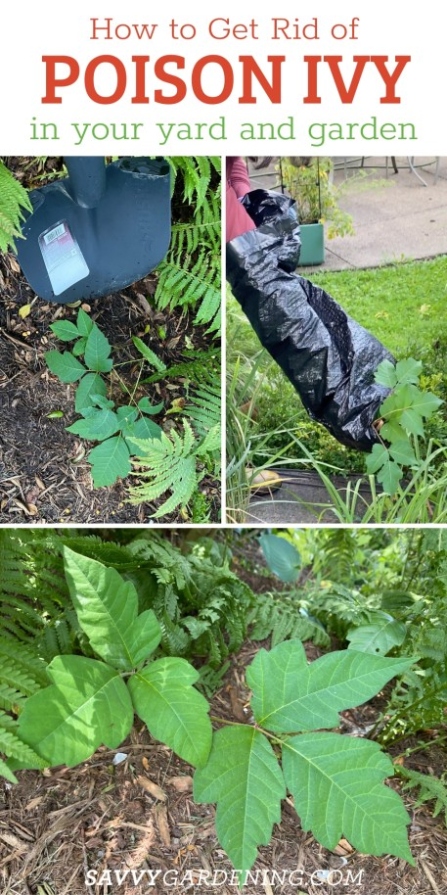 Organic Methods To Eliminate Poison Ivy Plants Safely