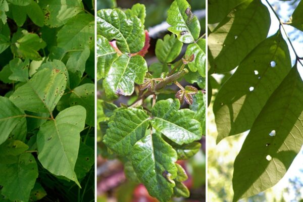 Ultimate Guide: Safely Eliminate Poison Ivy Plants From Your Yard