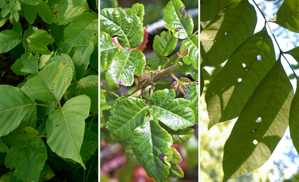 How To Get Rid Of Poison Ivy Plants - The Home Depot