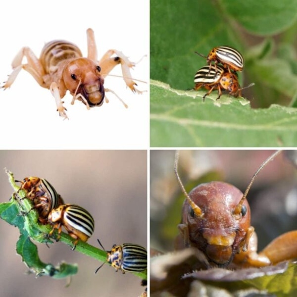 How To Get Rid Of Potato Beetles (Bugs)  Planet Natural