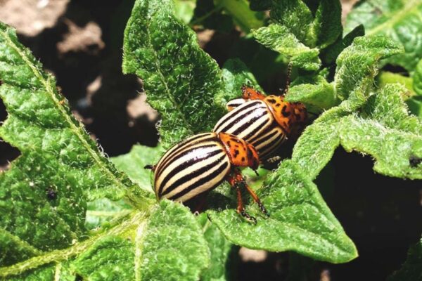 Banish Potato Bugs: Top Tips For Protecting Your Plants From These Pesky Pests