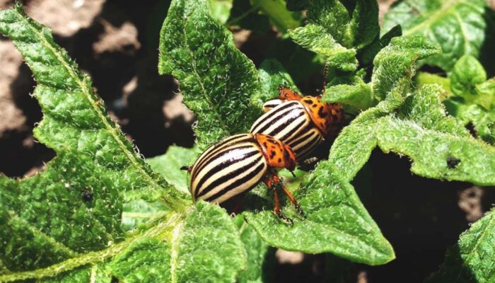 Banish Potato Bugs: Top Tips For Protecting Your Plants From These Pesky Pests