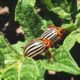 Banish Potato Bugs: Top Tips For Protecting Your Plants From These Pesky Pests