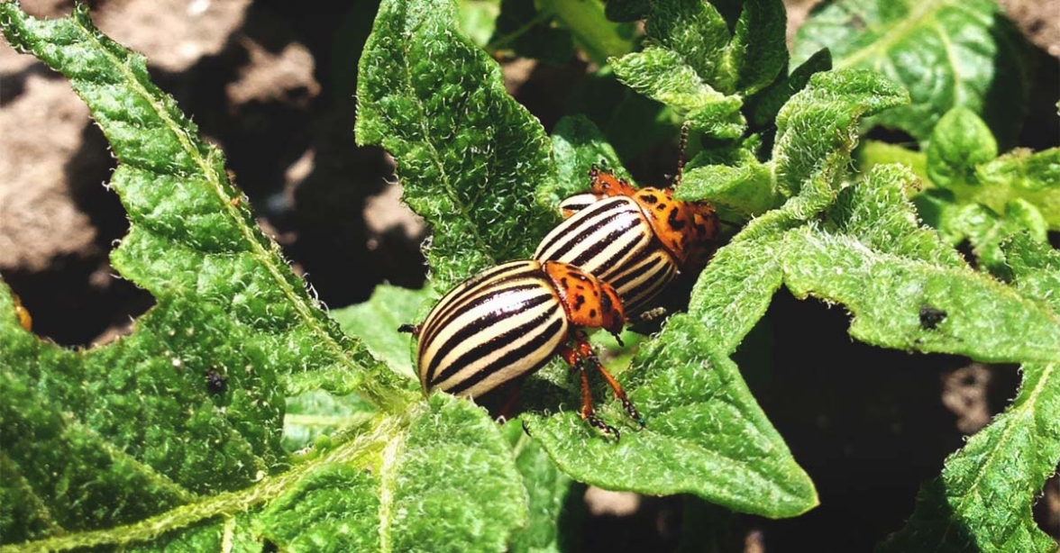 Banish Potato Bugs: Top Tips For Protecting Your Plants From These Pesky Pests