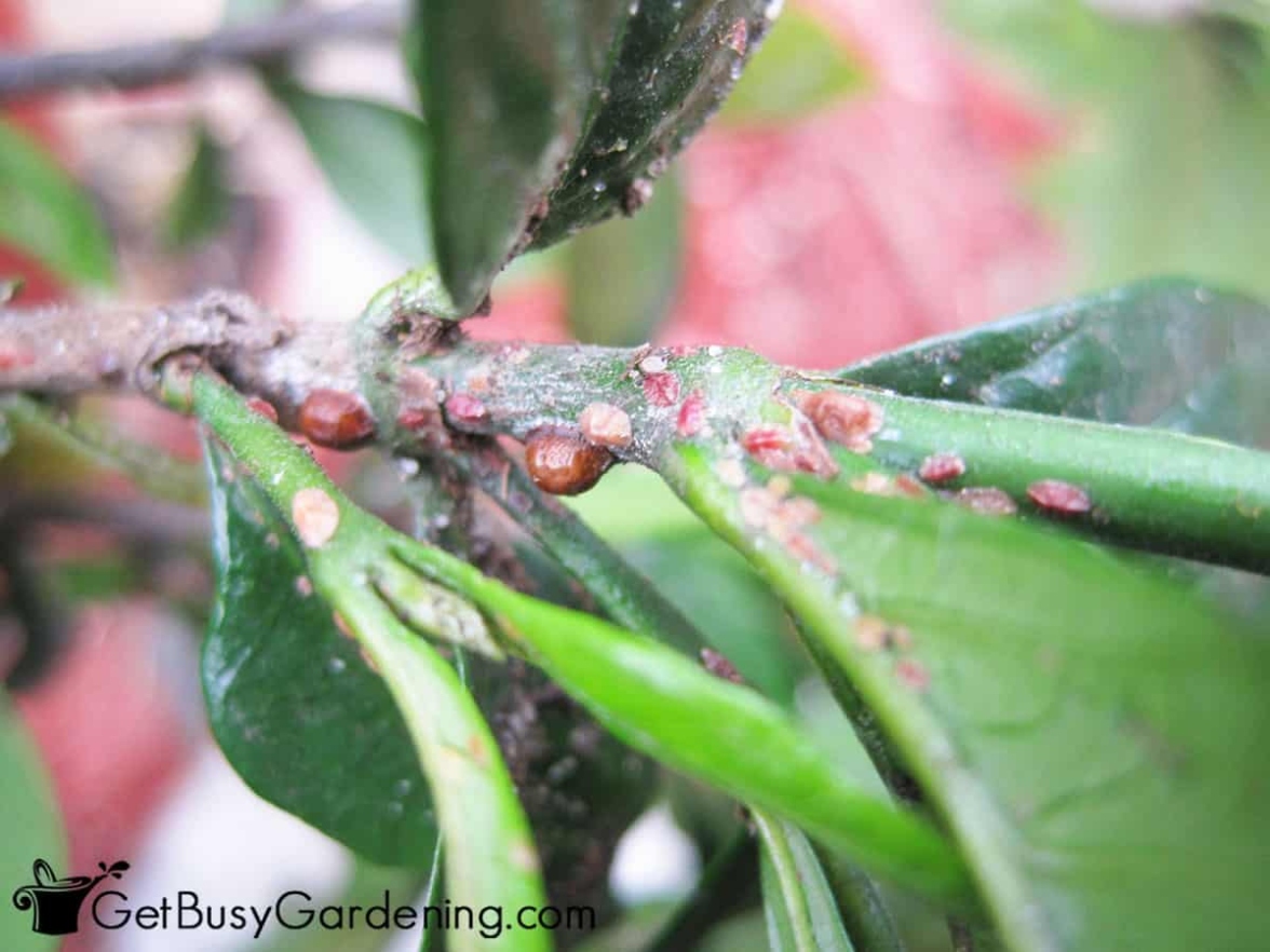 How To Get Rid Of Scale Insects On Houseplants, For Good!