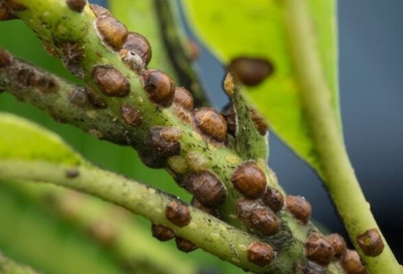 Say Goodbye To Pesky Scale On Your Houseplants For Good!