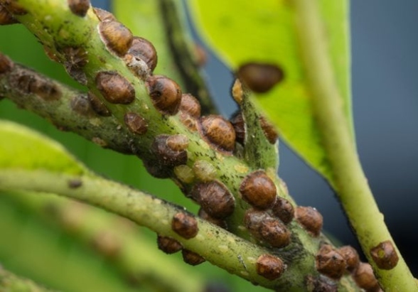 Say Goodbye To Pesky Scale On Your Houseplants For Good!