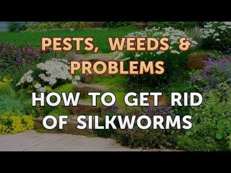 How To Get Rid Of Silkworms