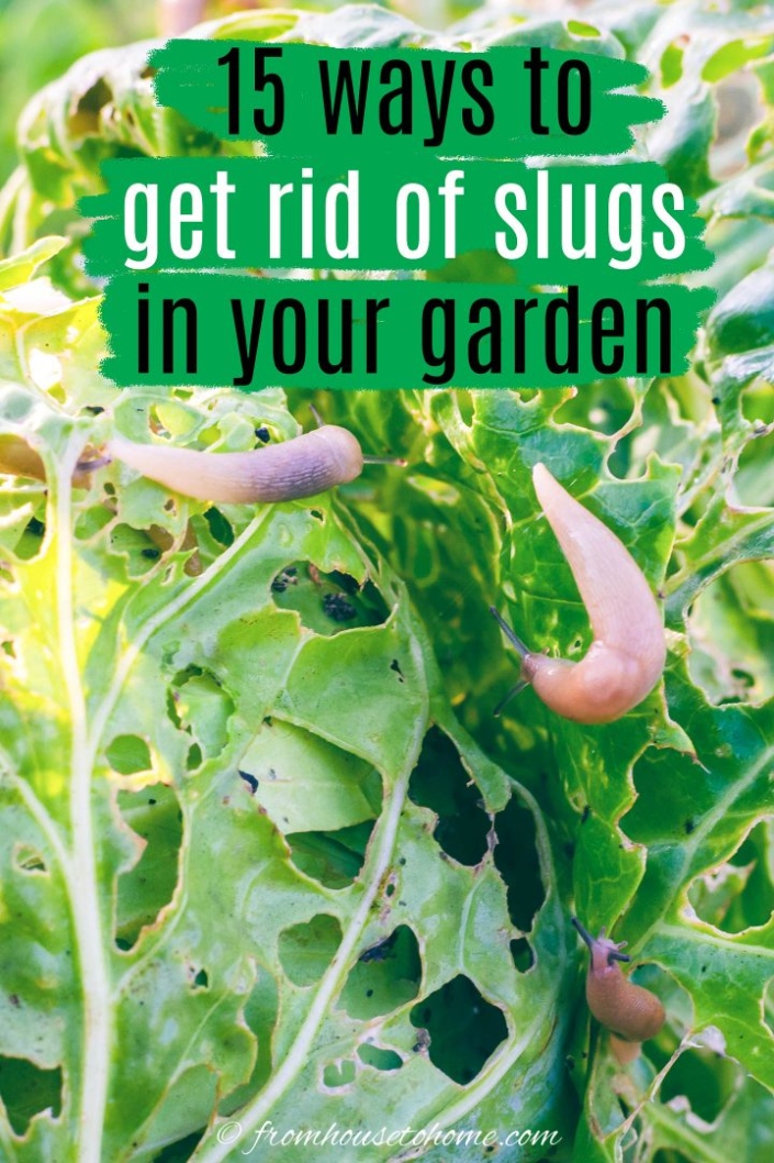 Say Goodbye To Slimy Pests: Easy Ways To Banish Slugs From Your Plants