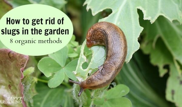 Say Goodbye To Pesky Plant-Eating Slugs With These Simple Tips!