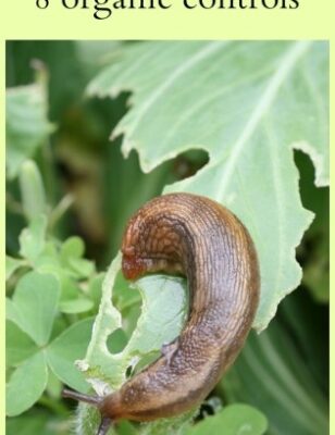 Say Goodbye To Pesky Slugs On Your Plants With These Simple Tips!