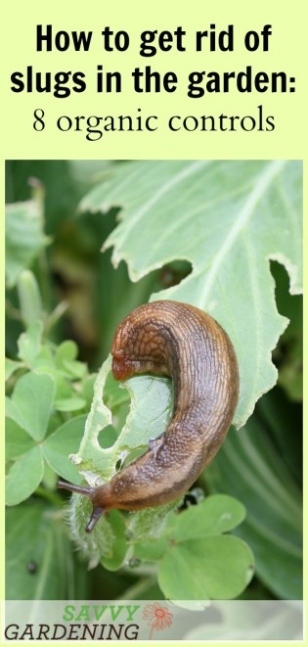 Say Goodbye To Pesky Slugs On Your Plants With These Simple Tips!