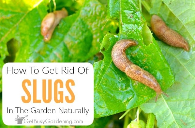 The Ultimate Guide To Banishing Slimy Slugs From Your Pepper Plants!